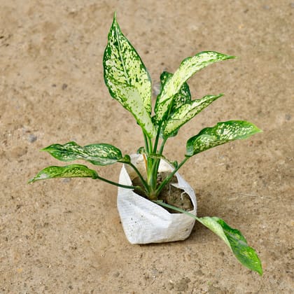 Buy Aglaonema Snow White in 4 Inch Nursery Bag Online | Urvann.com