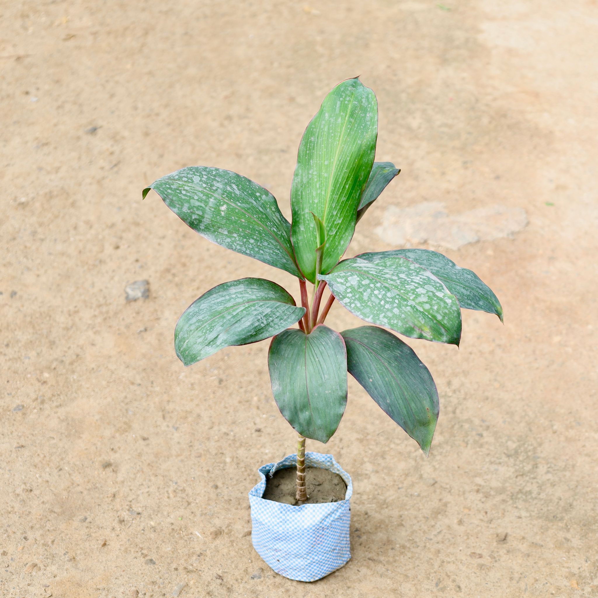 Dracaena Kedarnath in 4 Inch Nursery Bag