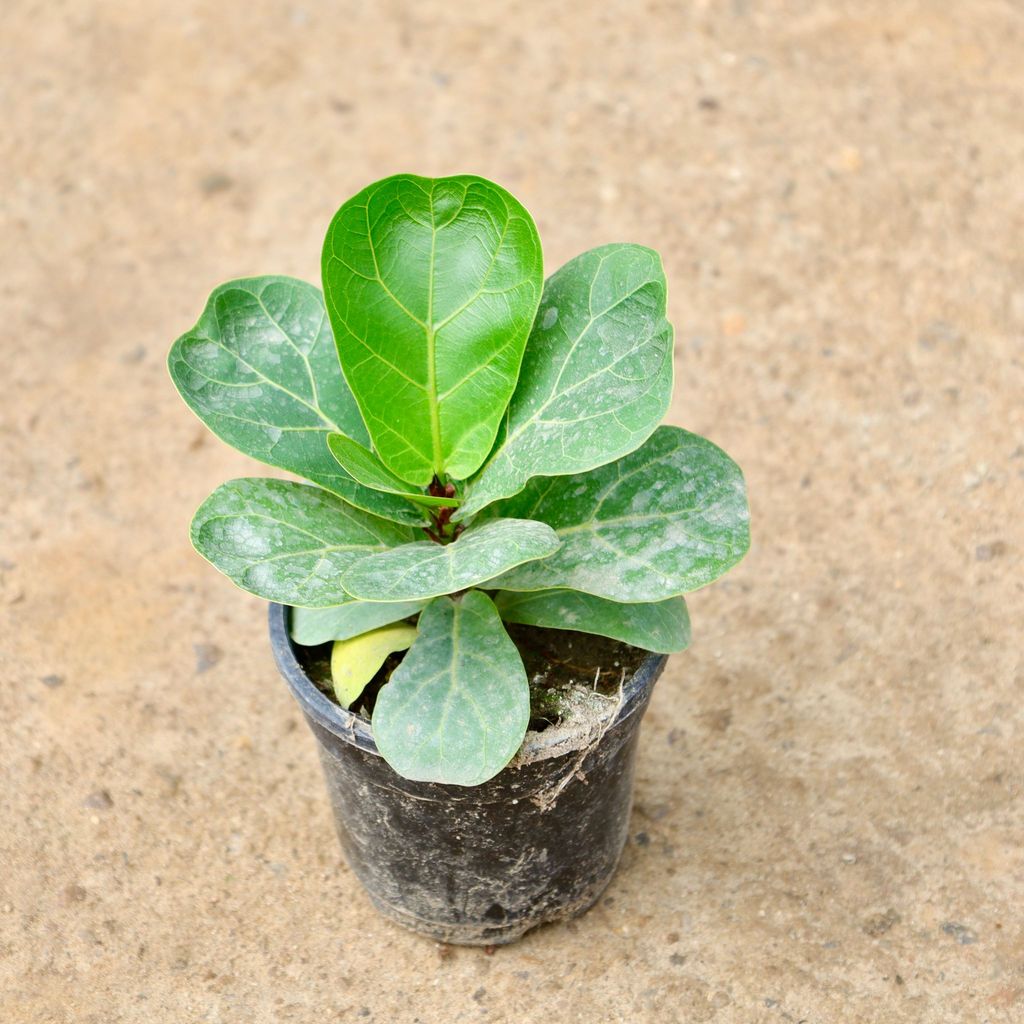 Buy Fiddle Leaf in 4 Inch Nursery Bag Online | Urvann.com Fiddle Leaf in 4 Inch Nursery Pot