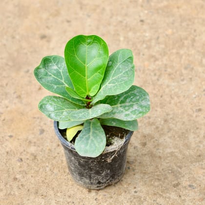 Buy Fiddle Leaf in 4 Inch Nursery Bag Online | Urvann.com