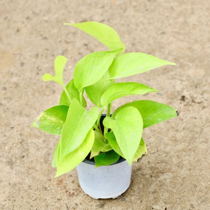 Buy Money Plant Golden in 4 Inch Nursery Pot Online | Urvann.com