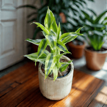 Gift Ready - Golden Lucky Bamboo in 4 Inch Cylindrical Ceramic Pot (Any Design,Colour) Wrapped in Lovely Gift Bag For Your Loved Ones