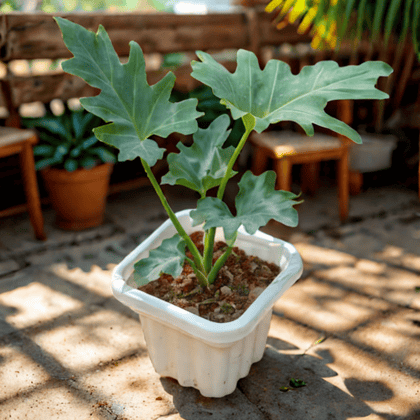 Philodendron Selloum in 8 Inch White Premium Square pot
