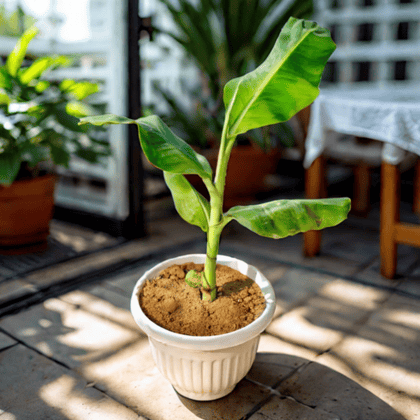 Banana (1-1.5 Ft) in 10 Inch White Olive Plastic Pot