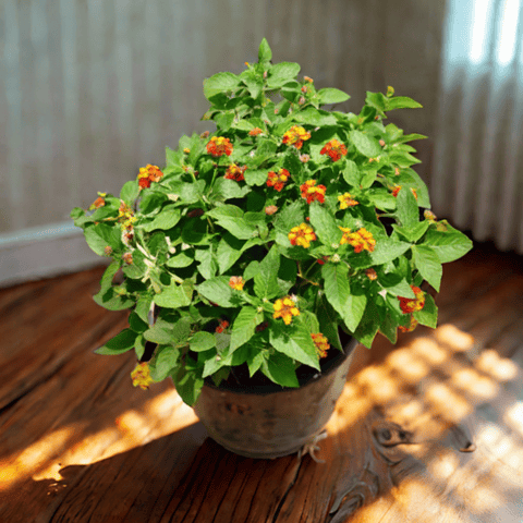 Lantana Red in 8 Inch Nursery Pot