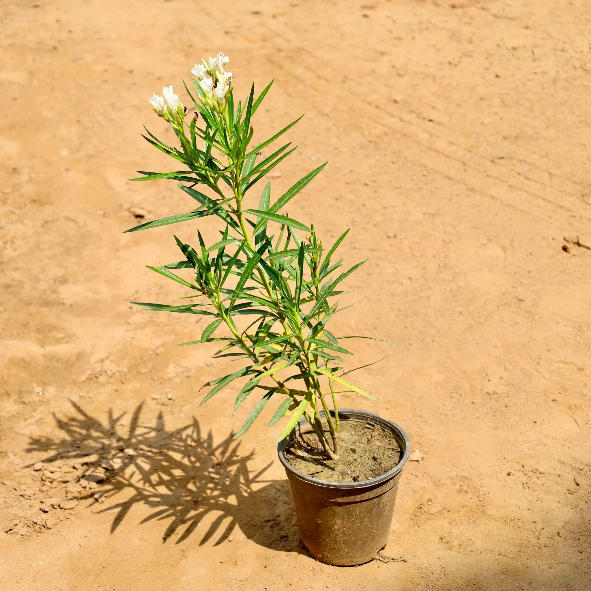 Kaner White in 6 Inch Nursery Pot