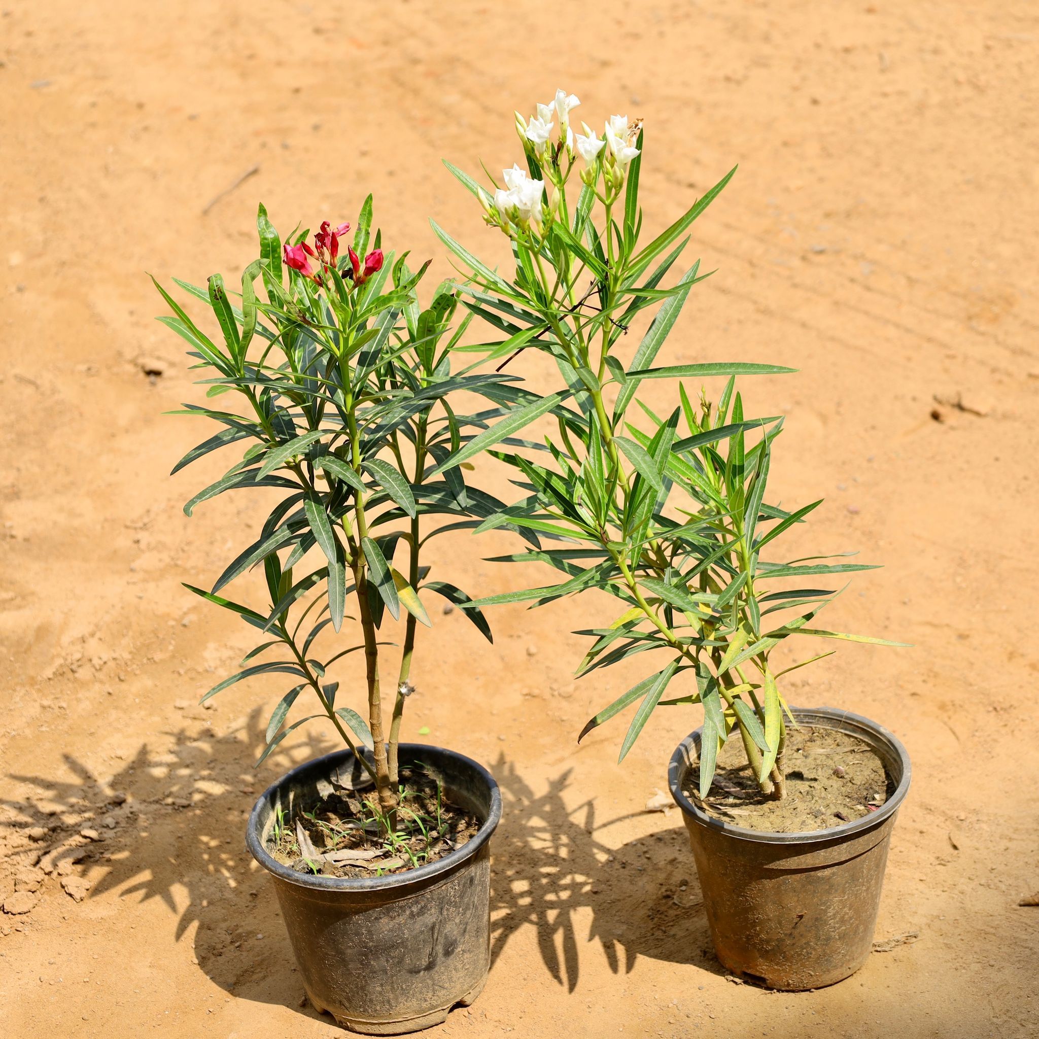 Set of 2 - Kaner (Red & White) in 6 Inch Nursery Pot
