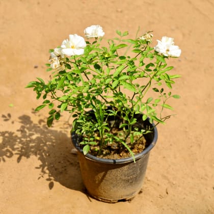 Buy White Rose in 6 Inch Nursery Pot Online | Urvann.com