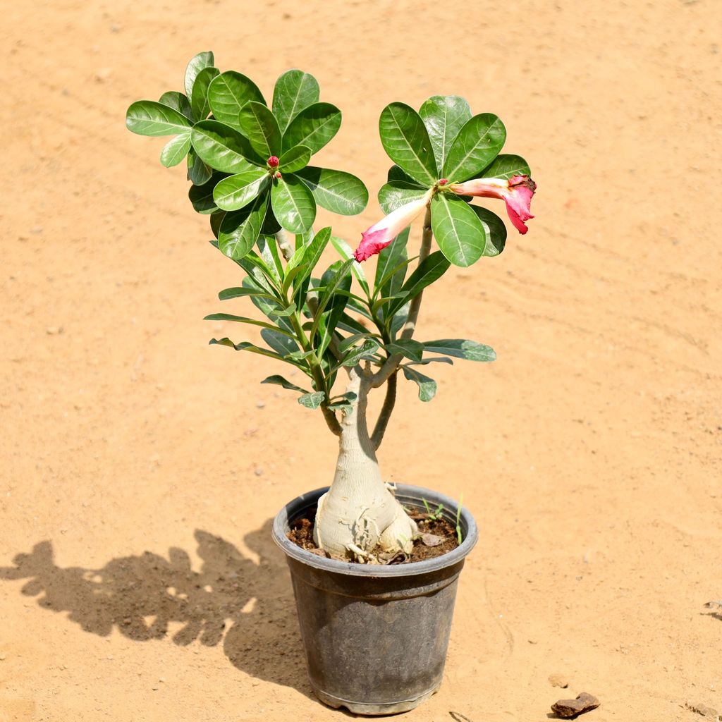 Buy Adenium (Any Colour) in 6 Inch Nursery Pot Online | Urvann.com Adenium (Any Colour) in 6 Inch Nursery Pot