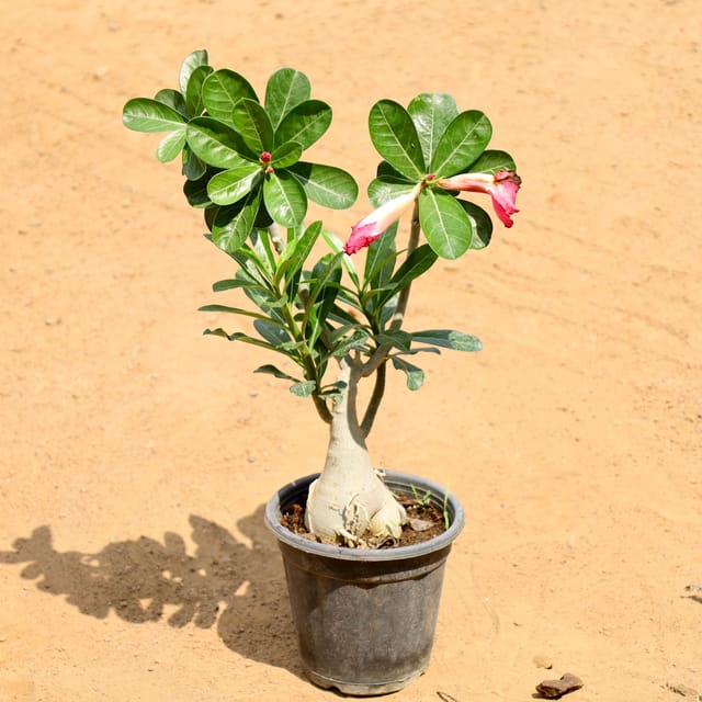 Adenium (Any Colour) in 6 Inch Nursery Pot