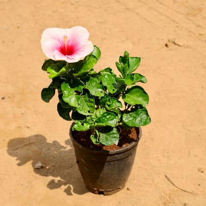 Buy Hibiscus Desi / Gudhal (any colour) in 6 Inch Nursery Pot Online | Urvann.com