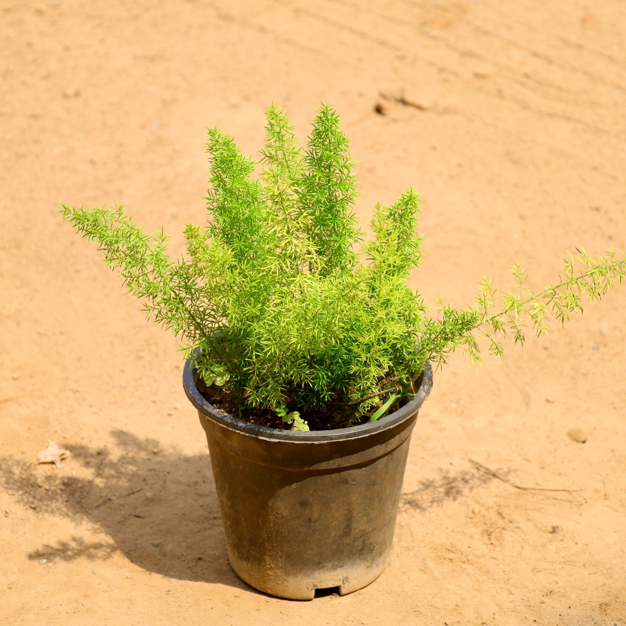 Asparagus Mary in 6 Inch Nursery Pot
