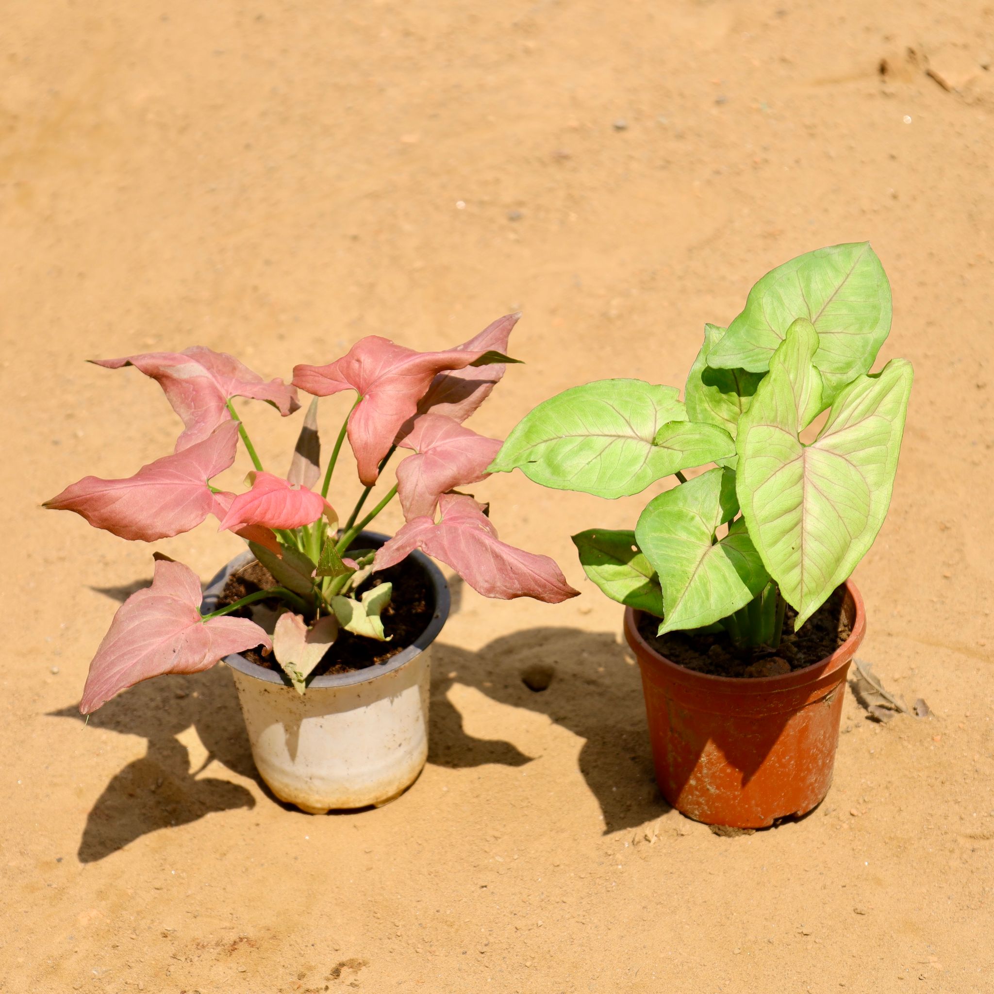 Set of 2 - Syngonium (Pink & Green) in 4 Inch Nursery Pot