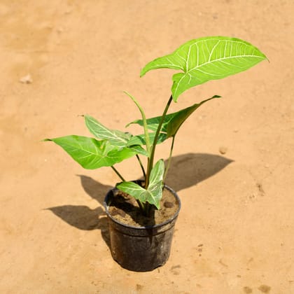 Buy Syngonium Green in 4 Inch Nursery Pot Online | Urvann.com