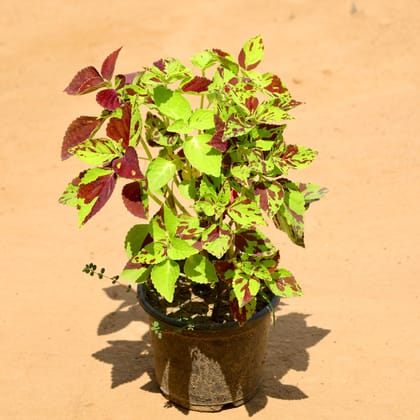 Buy Coleus (Any Colour) in 6 Inch Nursery Pot Online | Urvann.com