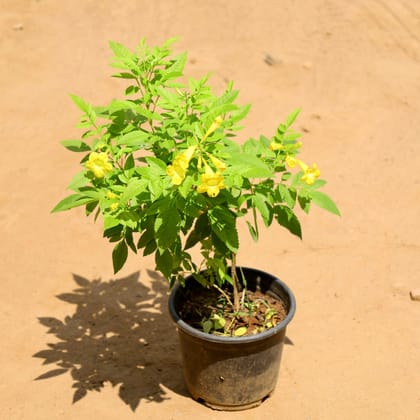 Buy Tecoma Yellow in 6 Inch Nursery Pot Online | Urvann.com