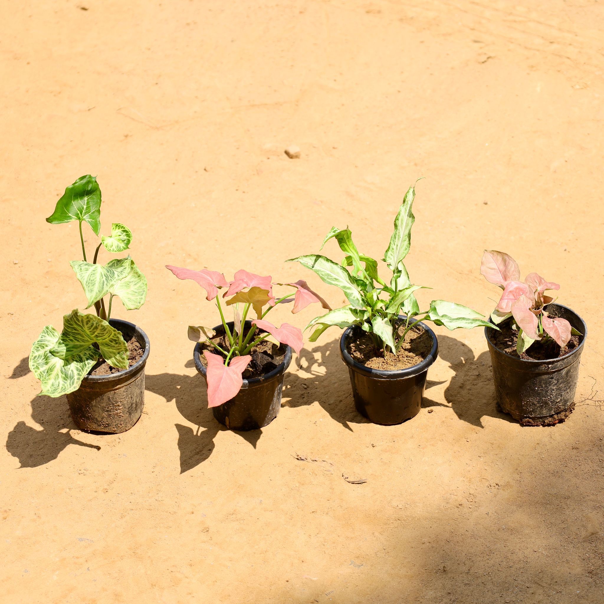 Set of 4 - Syngonium (Pink, Batik & Cutlass) in 4 Inch Nursery Pot