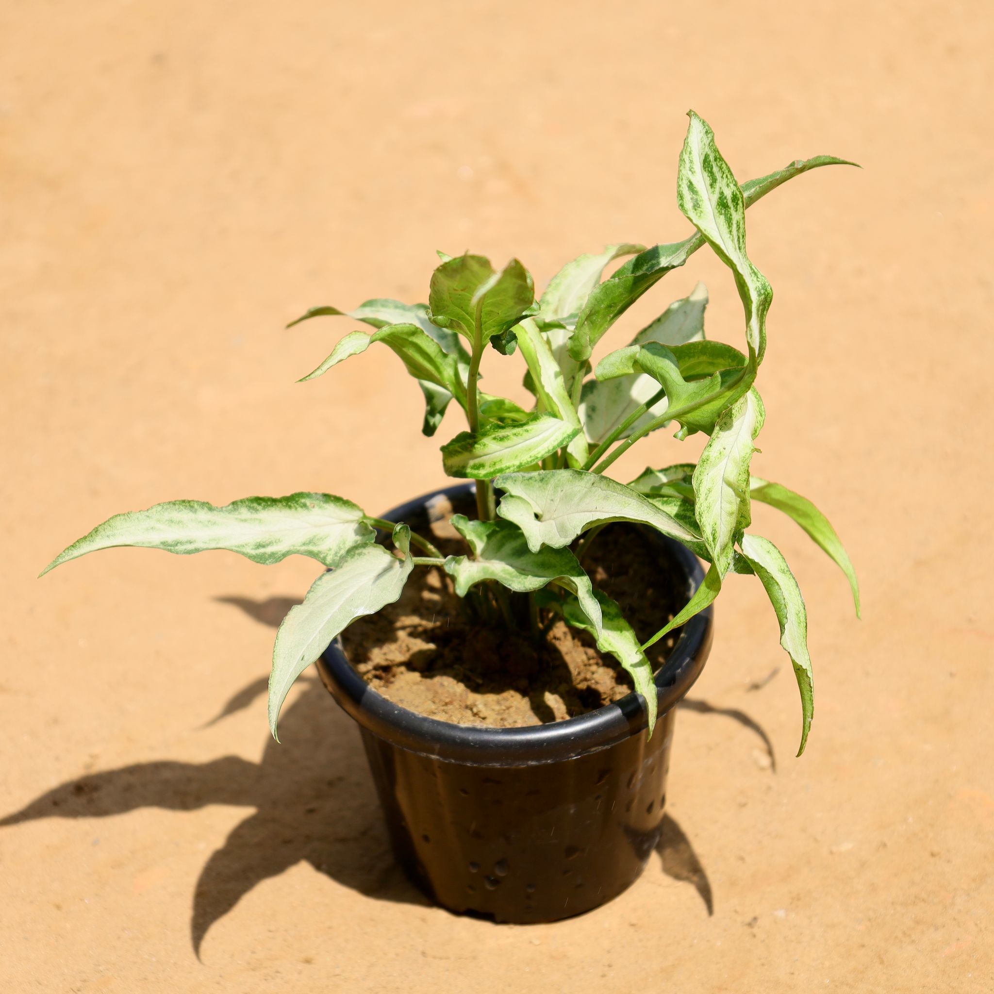Syngonium Cutlass in 4 Inch Nursery Pot