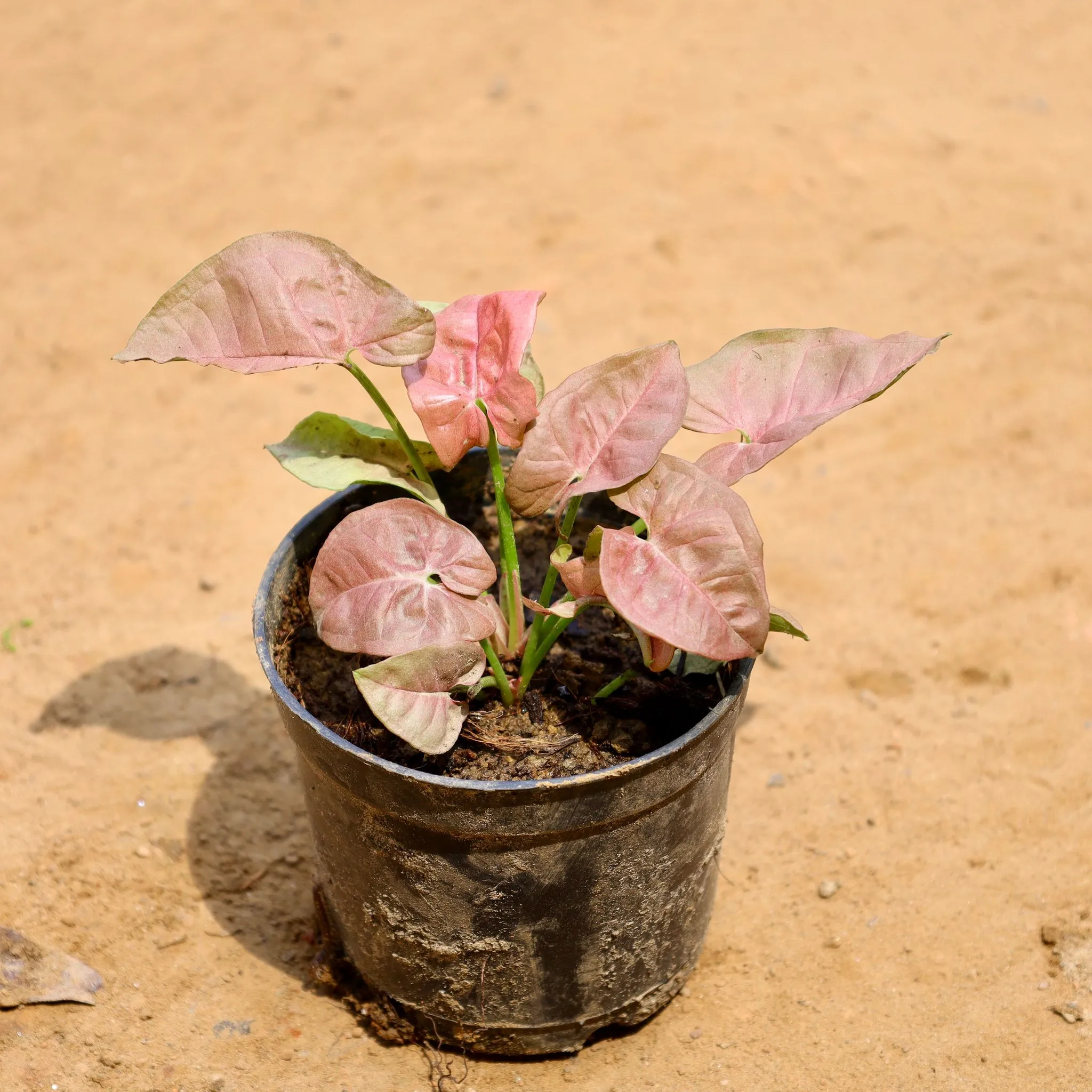 Syngonium Pink in 4 Inch Nursery Pot