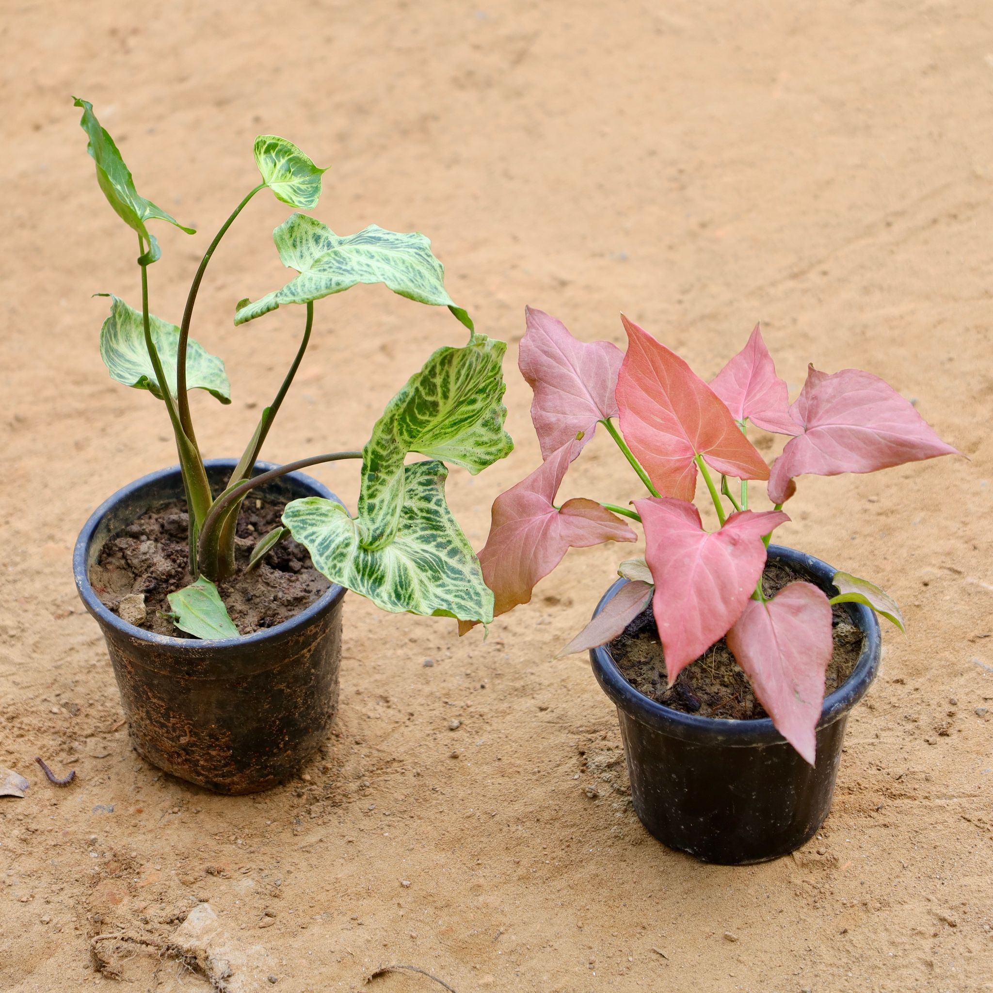 Set of 2 - Syngonium (Batik & Pink) in 4 Inch Nursery Pot