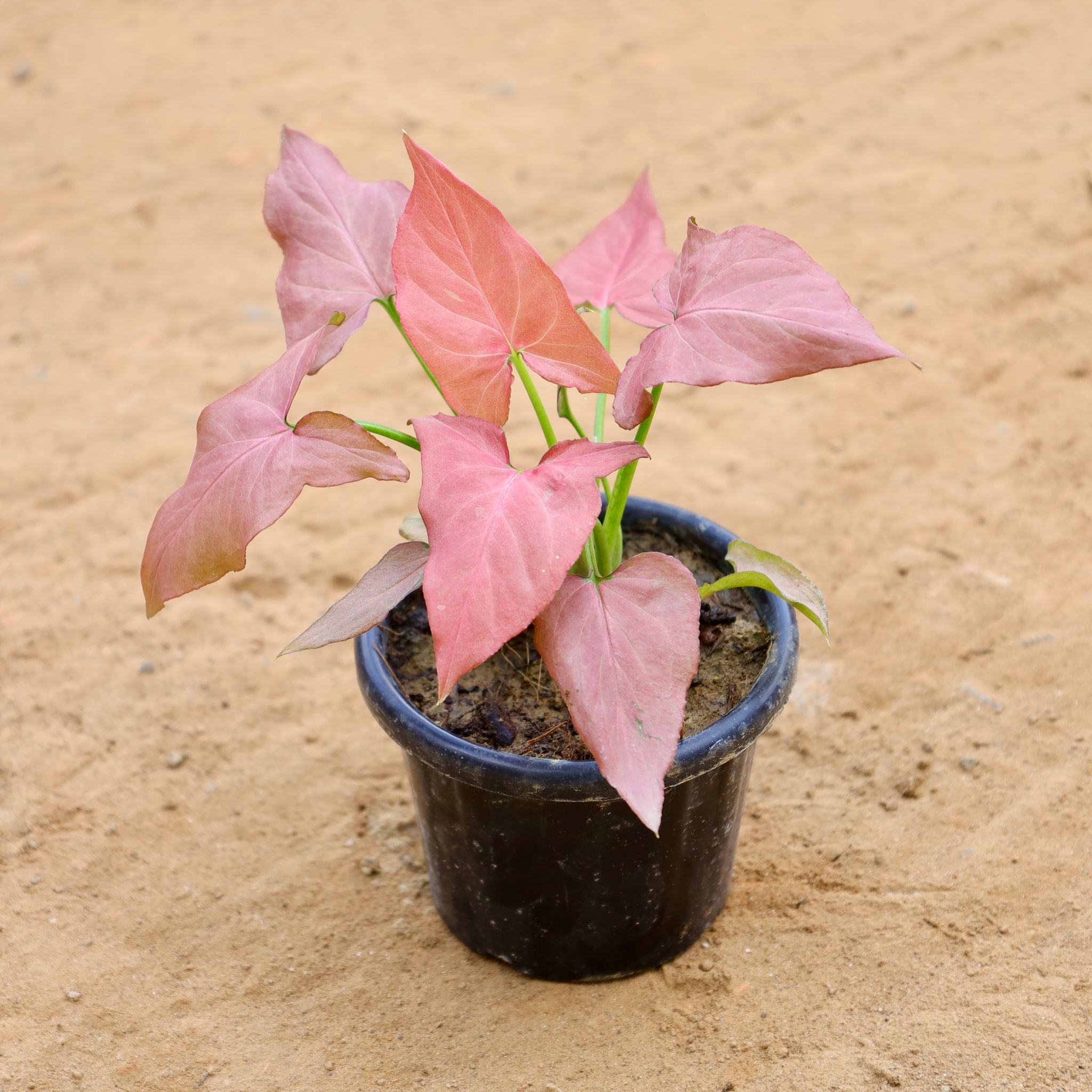 Syngonium Pink in 4 Inch Nursery Pot