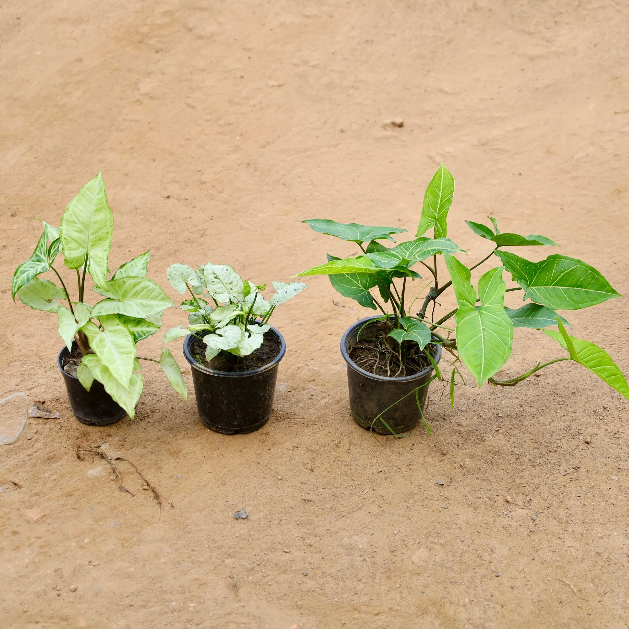 Set of 3 - Syngonium (Green, Arrowhead, & Yammi) in 5 Inch Nursery Pot
