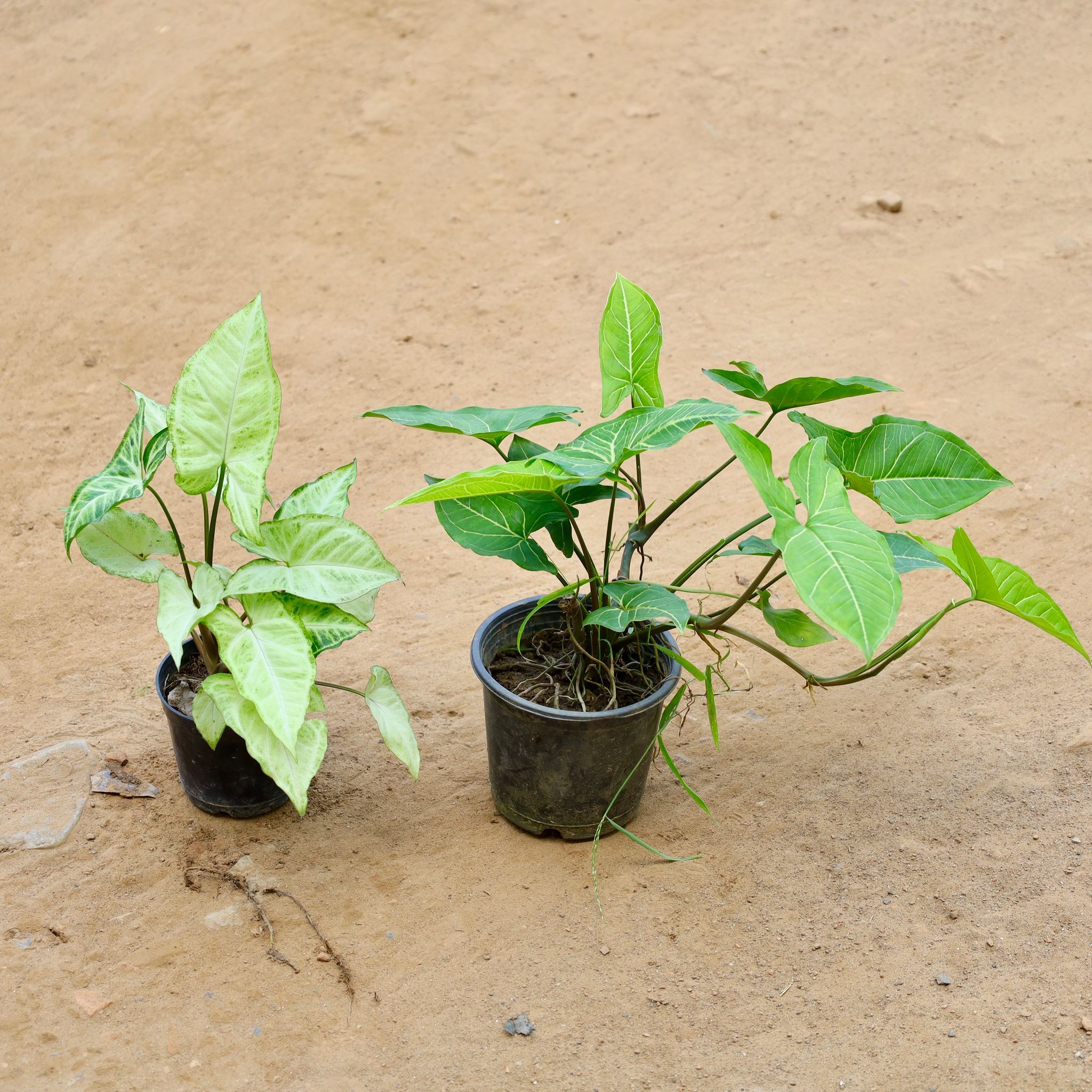 Set of 2 - Syngonium (Green & Arrowhead) in 5 Inch Nursery Pot