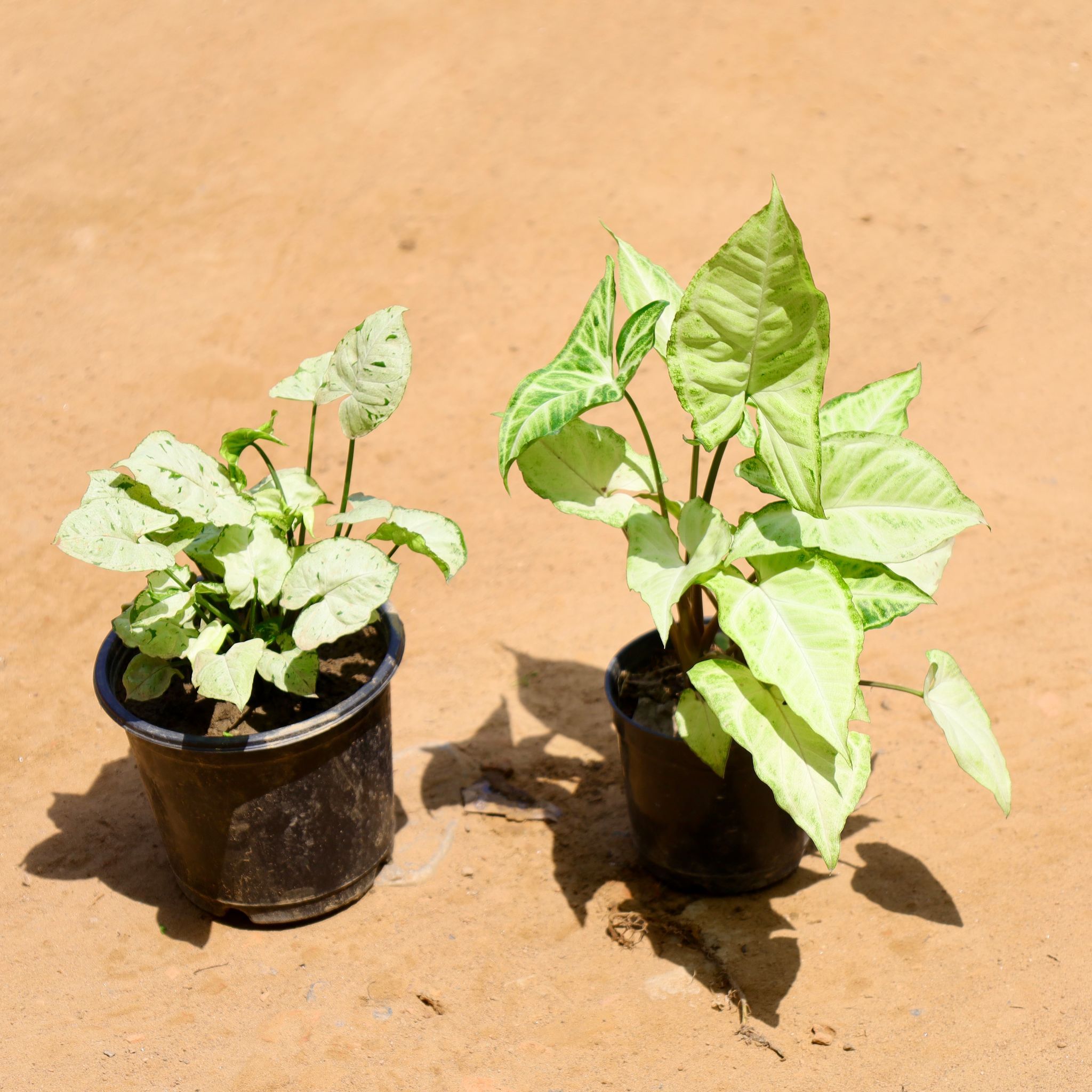 Set of 2 - Syngonium Yammi in 5 Inch Nursery Pot