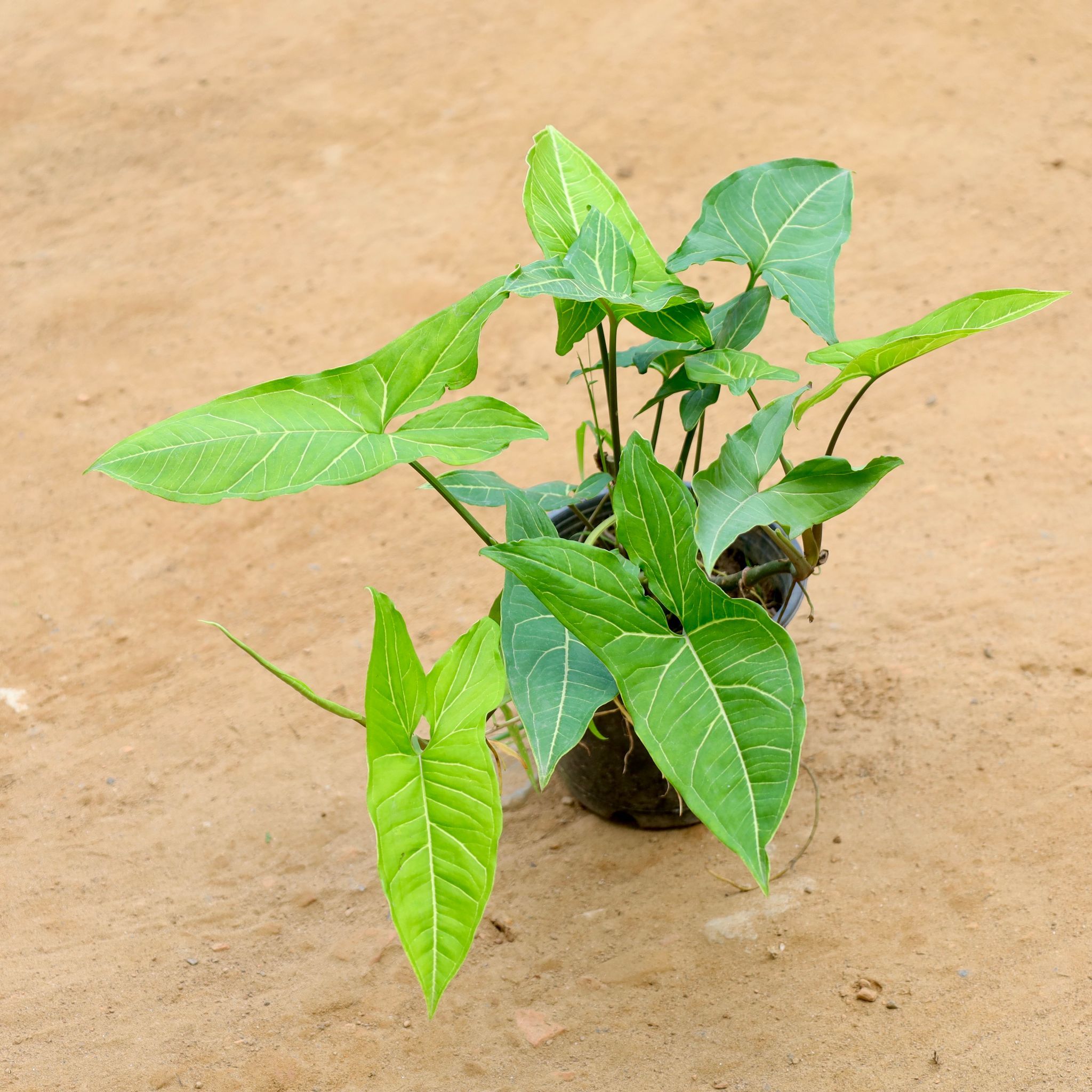 Syngonium Green Narrow Leaf in 5 Inch Nursery Pot