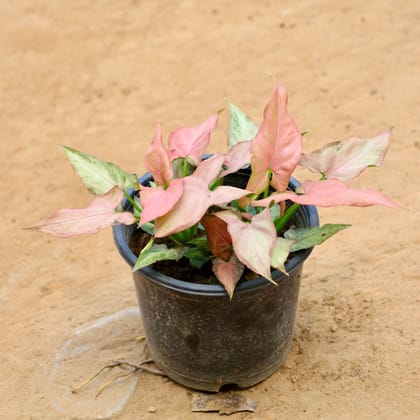 Buy Syngonium Pink in 6 Inch Nursery Pot Online | Urvann.com
