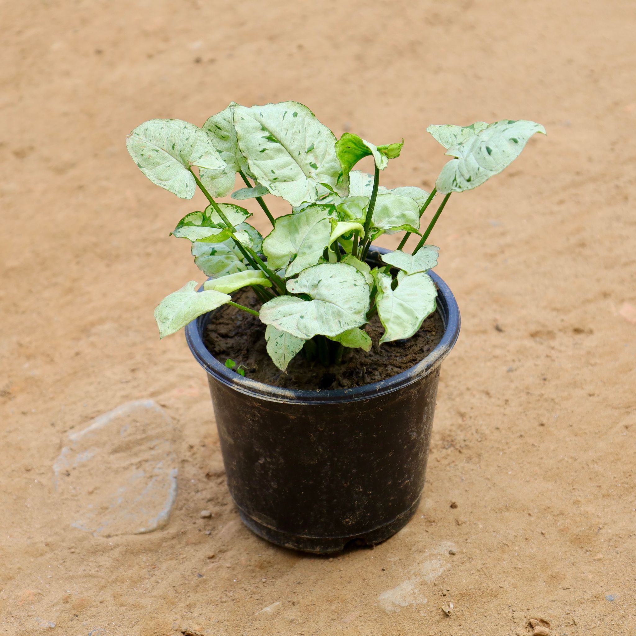 Syngonium White in 6 Inch Nursery Pot