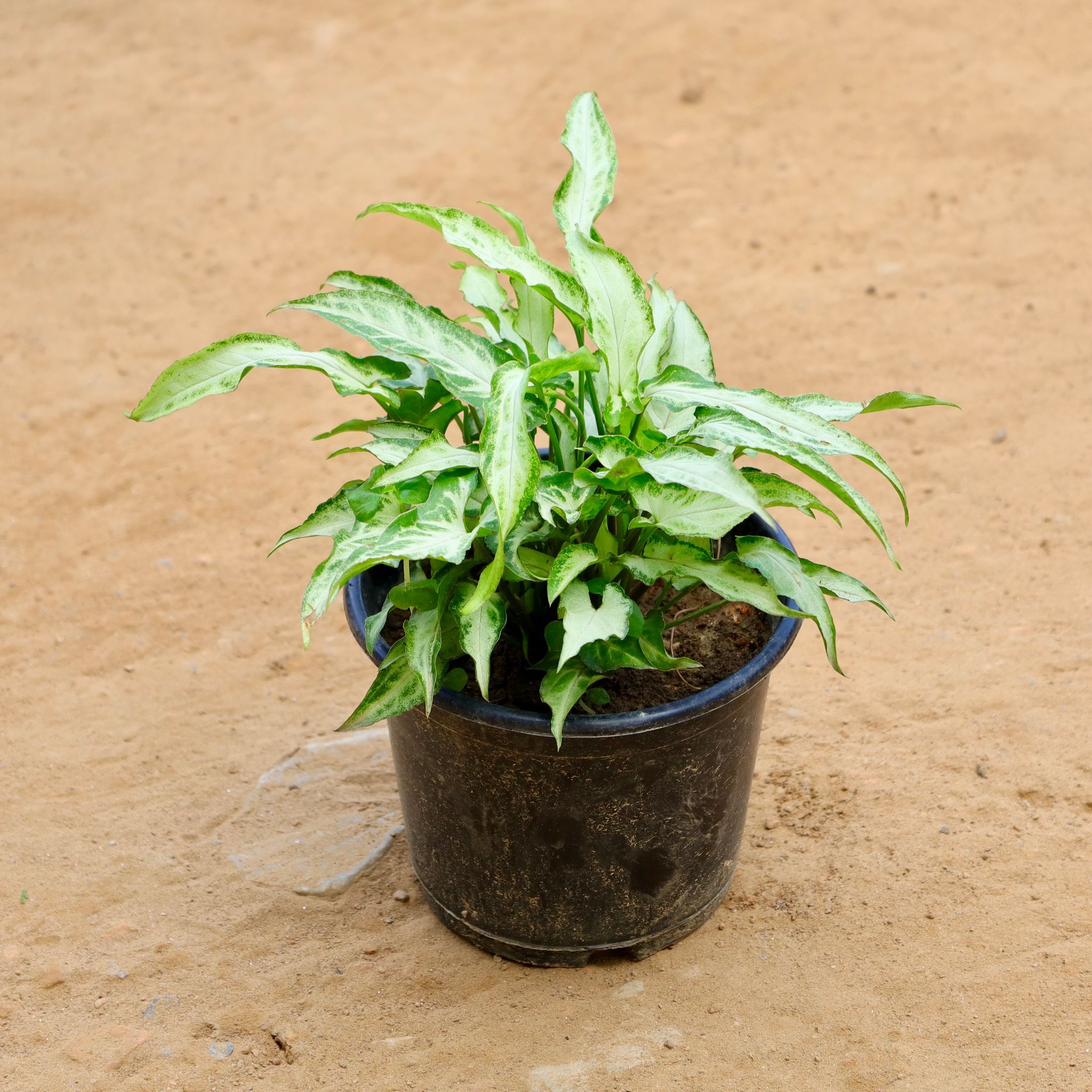 Syngonium Dwarf in 6 Inch Nursery Pot