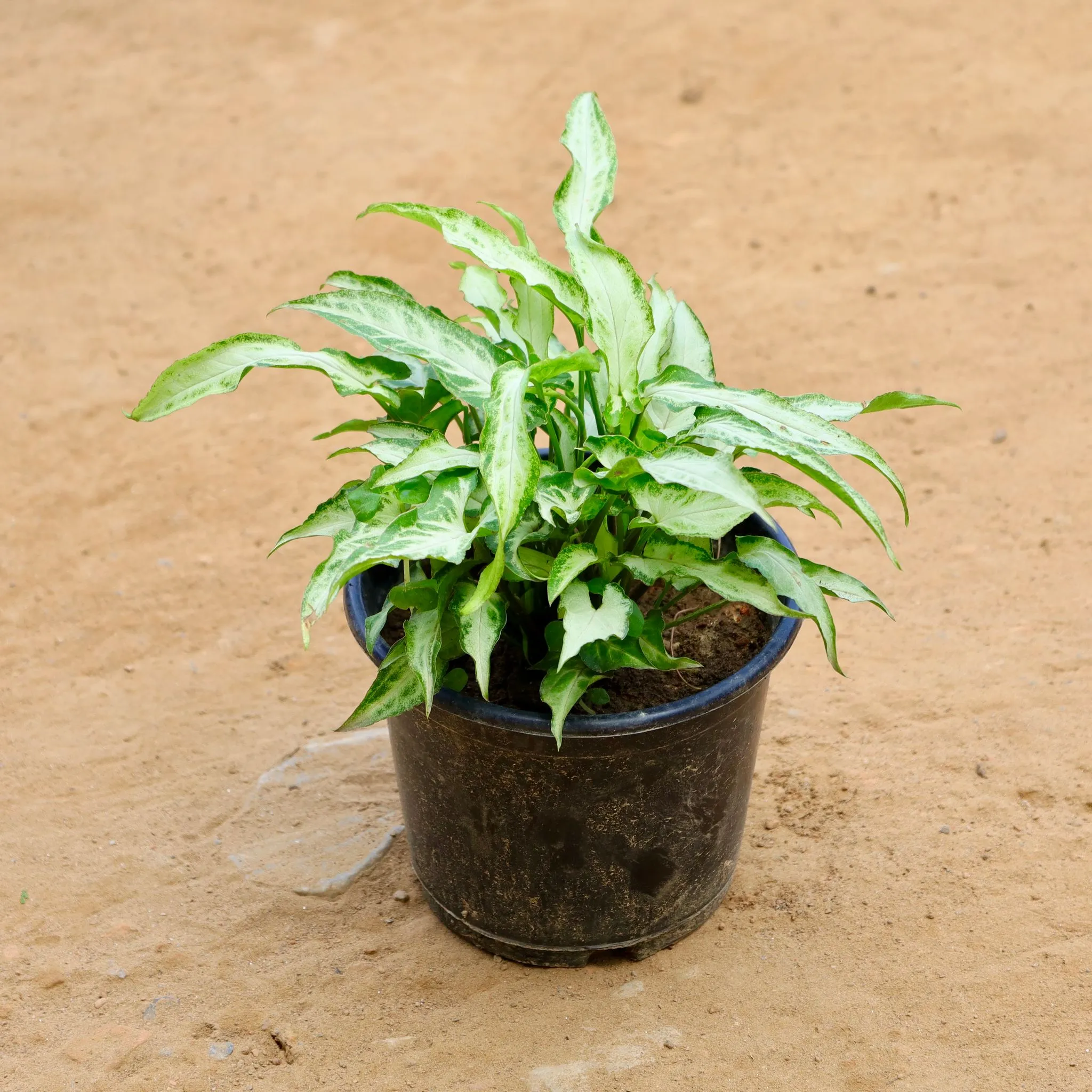 Syngonium Dwarf in 6 Inch Nursery Pot