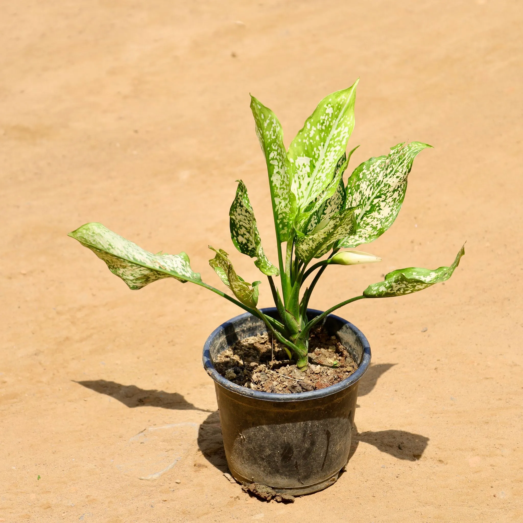 Aglaonema Snow White in 6 Inch Nursery Pot
