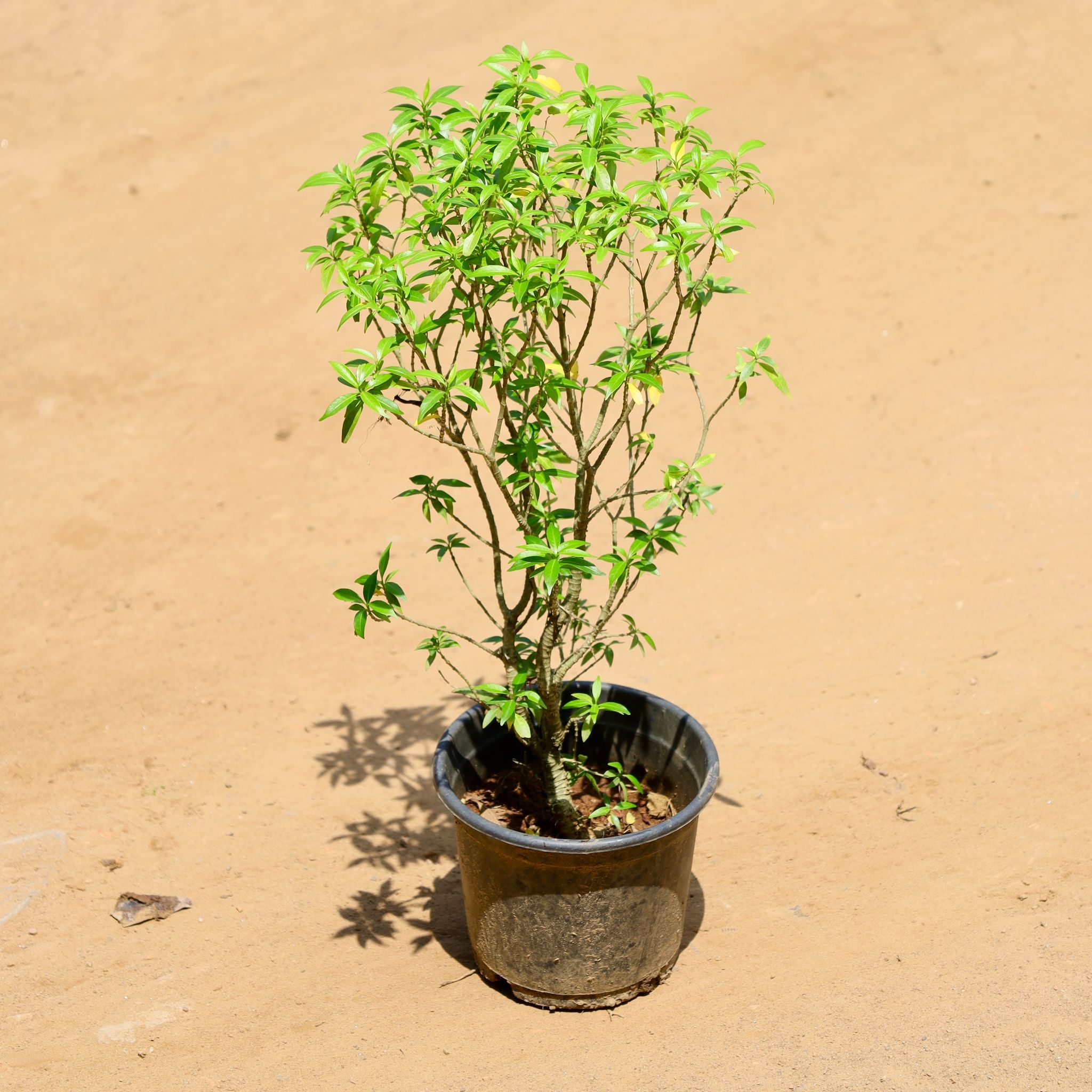 Chandni in 6 Inch Nursery Pot