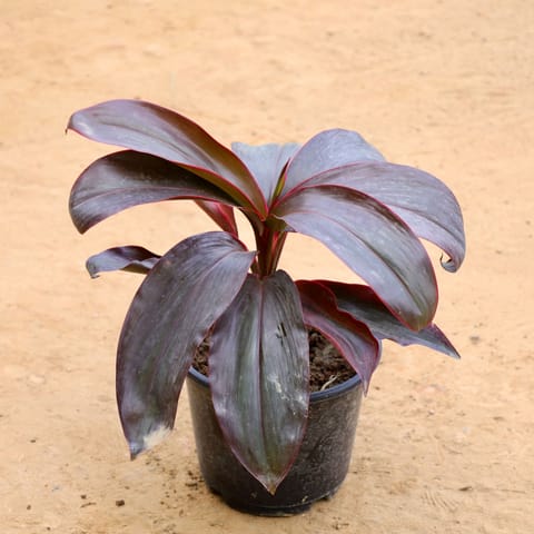 Dracaena Red in 6 Inch Nursery Pot