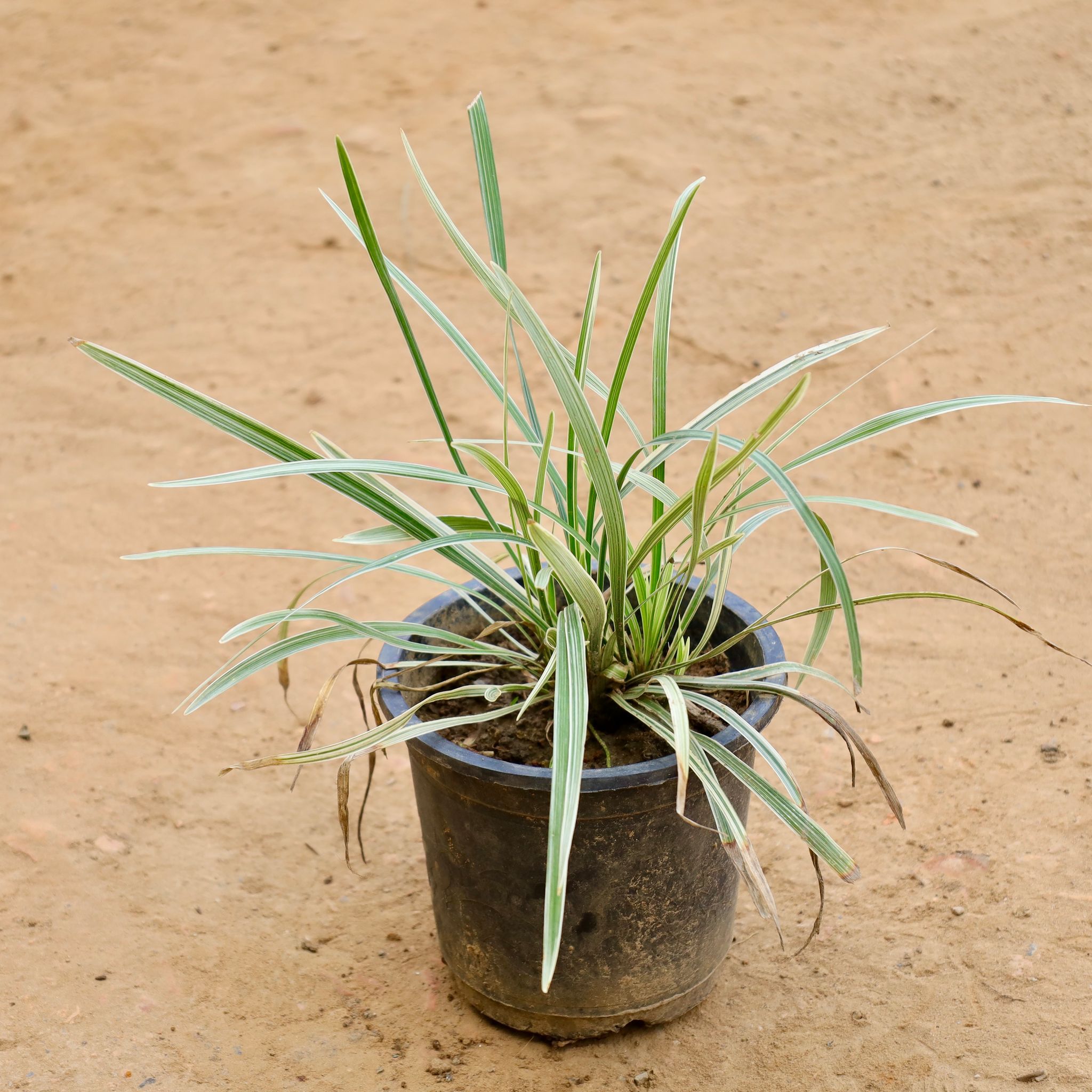 Ophiopogon Japonicus in 6 Inch Nursery Pot