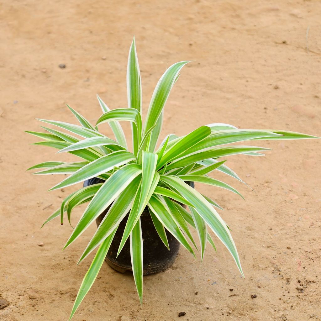 Chlorophytum Comosum / Spider Lily Plant in 6 Inch Nursery Pot