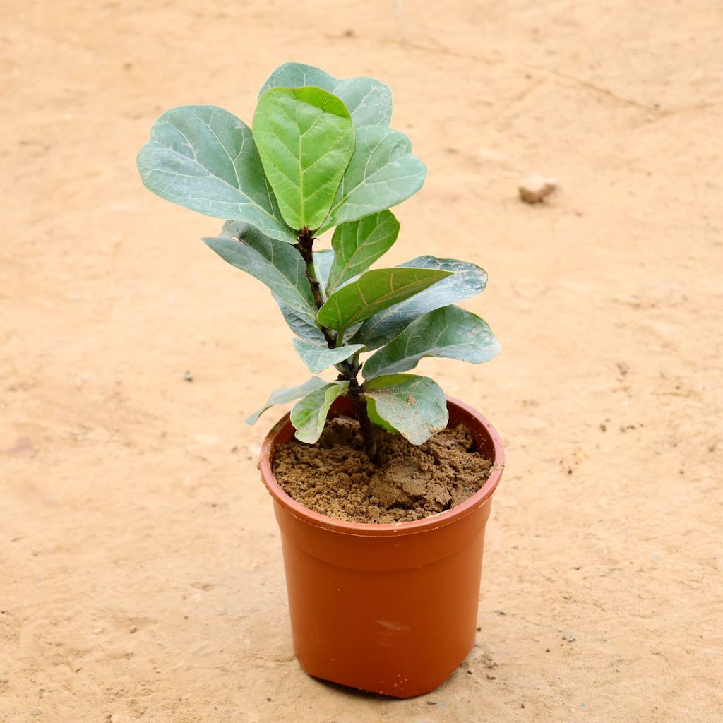 Buy Fiddle Leaf Fig / Ficus Lyrata in 5 Inch Nursery Pot Online | Urvann.com Fiddle Leaf Fig / Ficus Lyrata in 5 Inch Nursery Pot