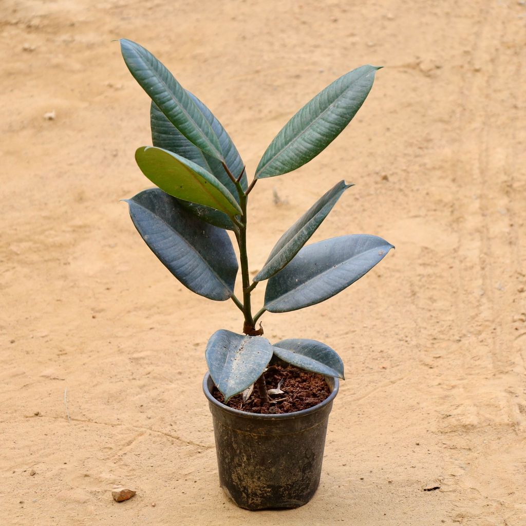 Buy Rubber Plant in 6 Inch Nursery Pot Online | Urvann.com Rubber Plant in 6 Inch Nursery Pot