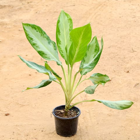Aglaonema Silver Bay in 6 Inch Nursery Pot