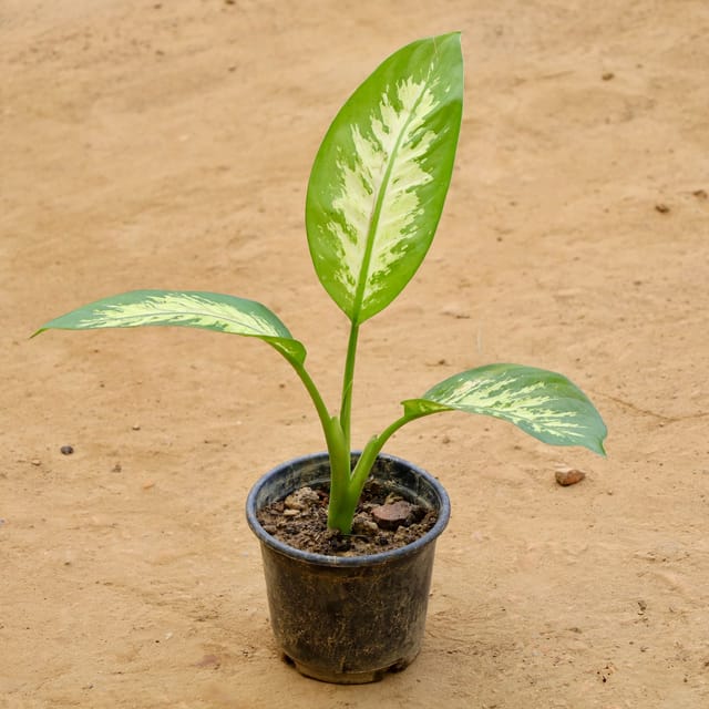 Dieffenbachia in 6 Inch Nursery Pot
