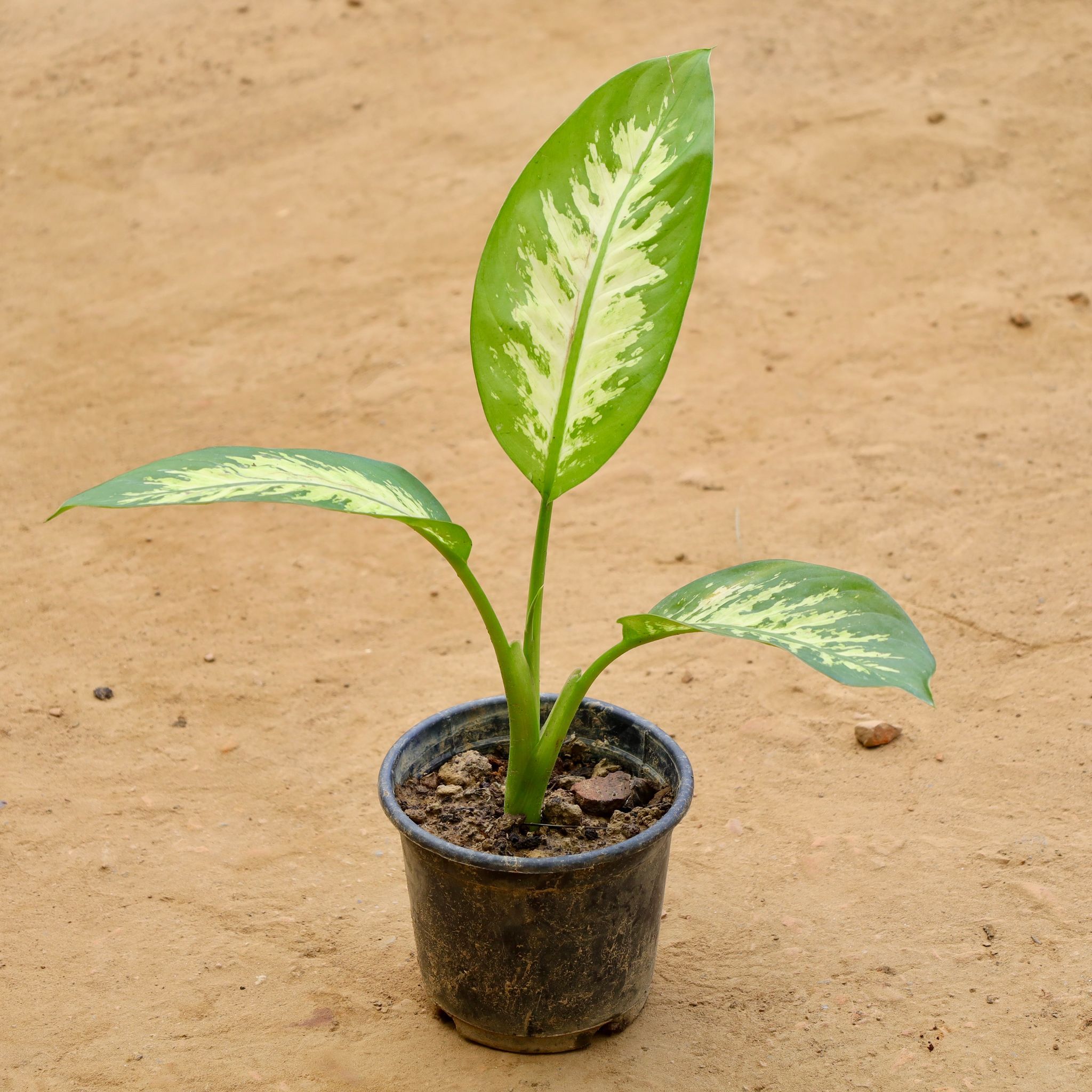Dieffenbachia in 6 Inch Nursery Pot