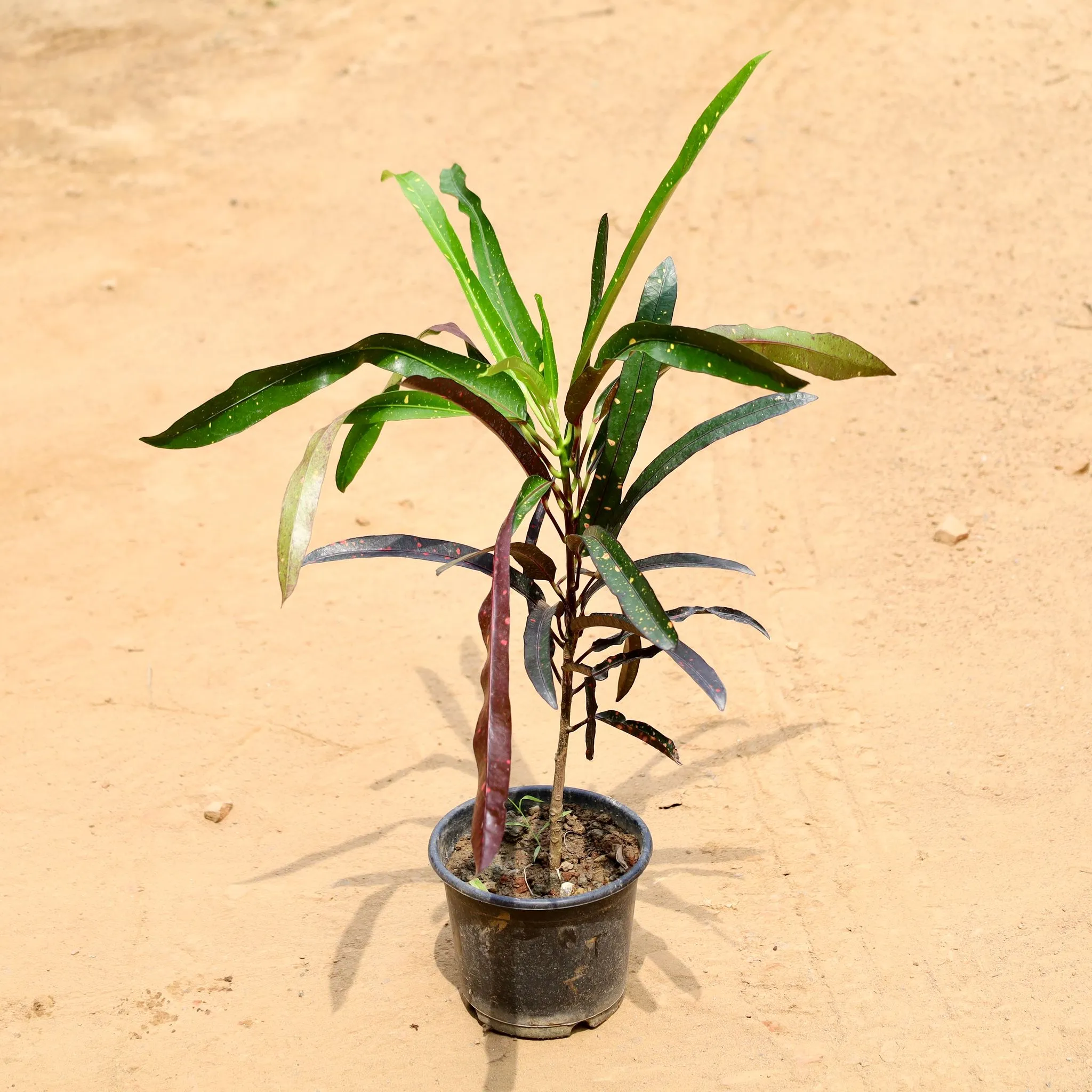 Croton Sunny Star Green in 6 Inch Nursery Pot