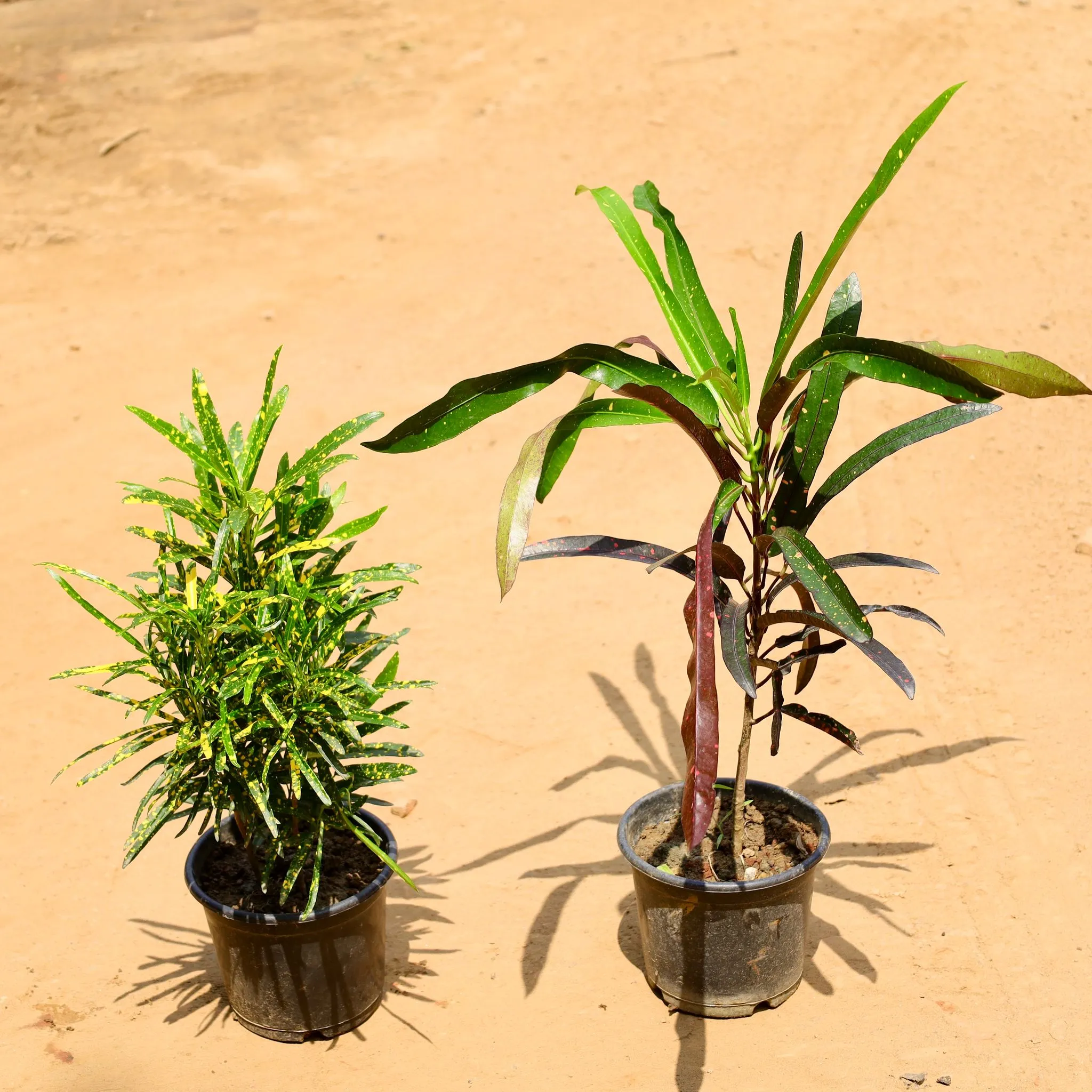 Set of 2 - Croton Sunny Star Green & Chironji Croton in 6 Inch Nursery Pot
