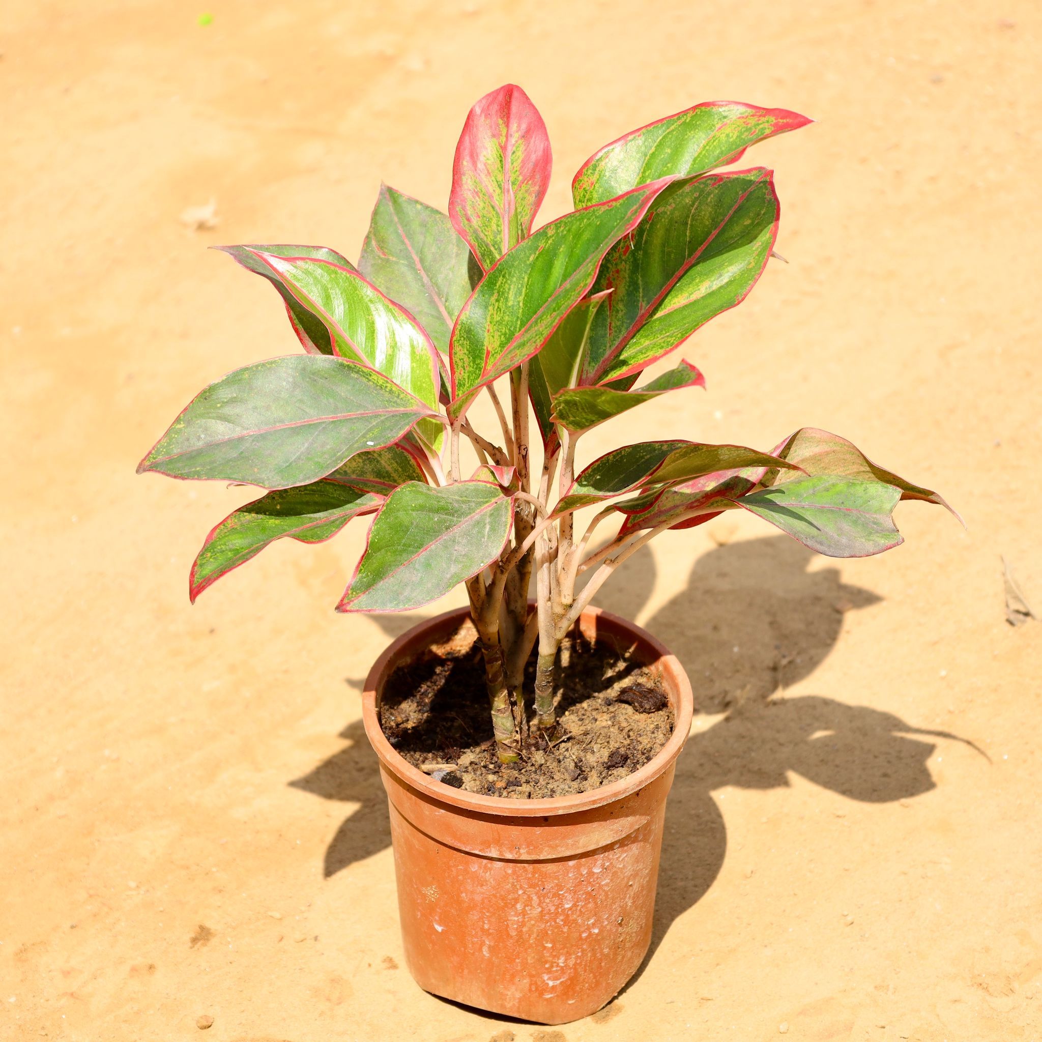 Aglaonema Lipstick in 6 Inch Nursery Pot