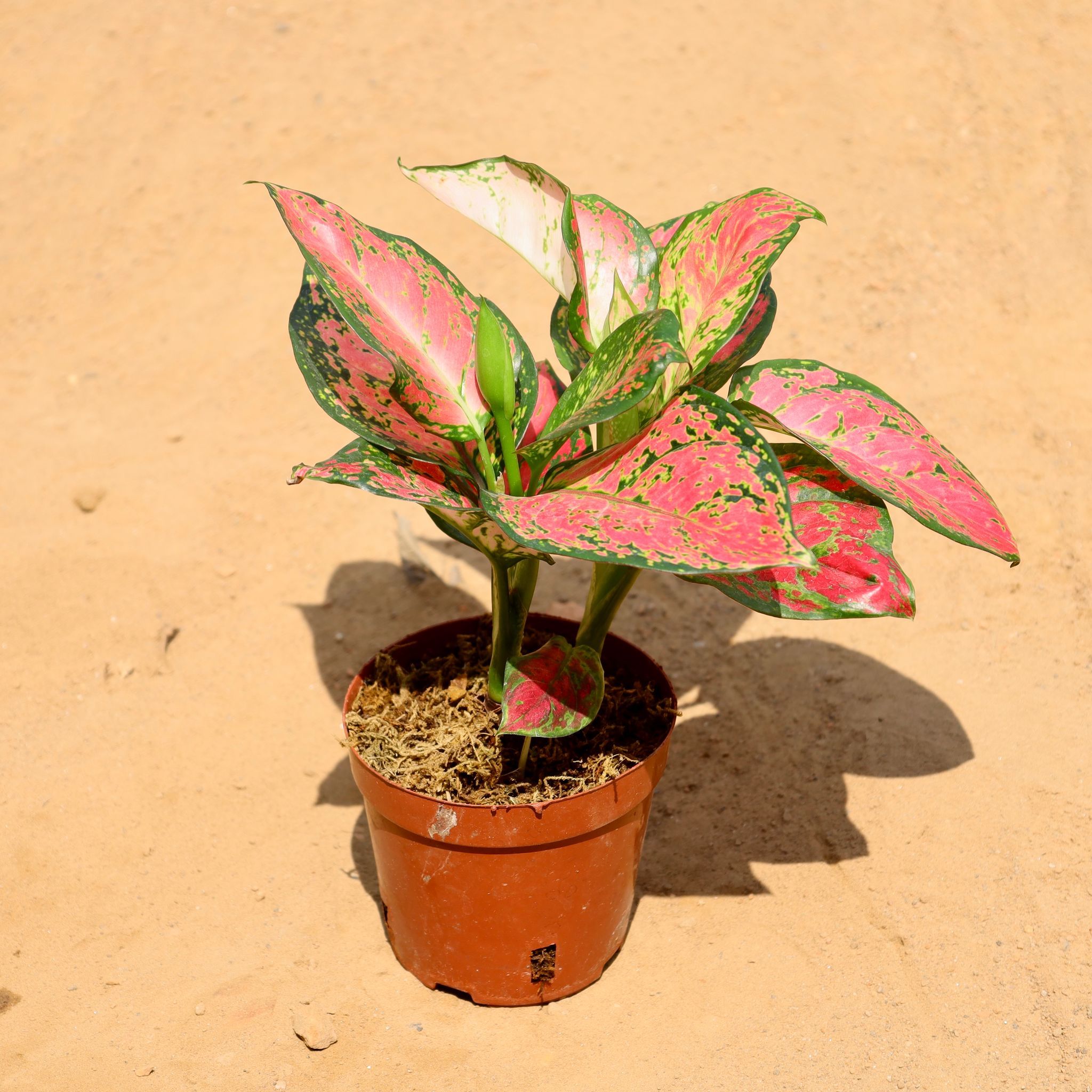 Aglaonema Pink in 5 Inch Nursery Pot