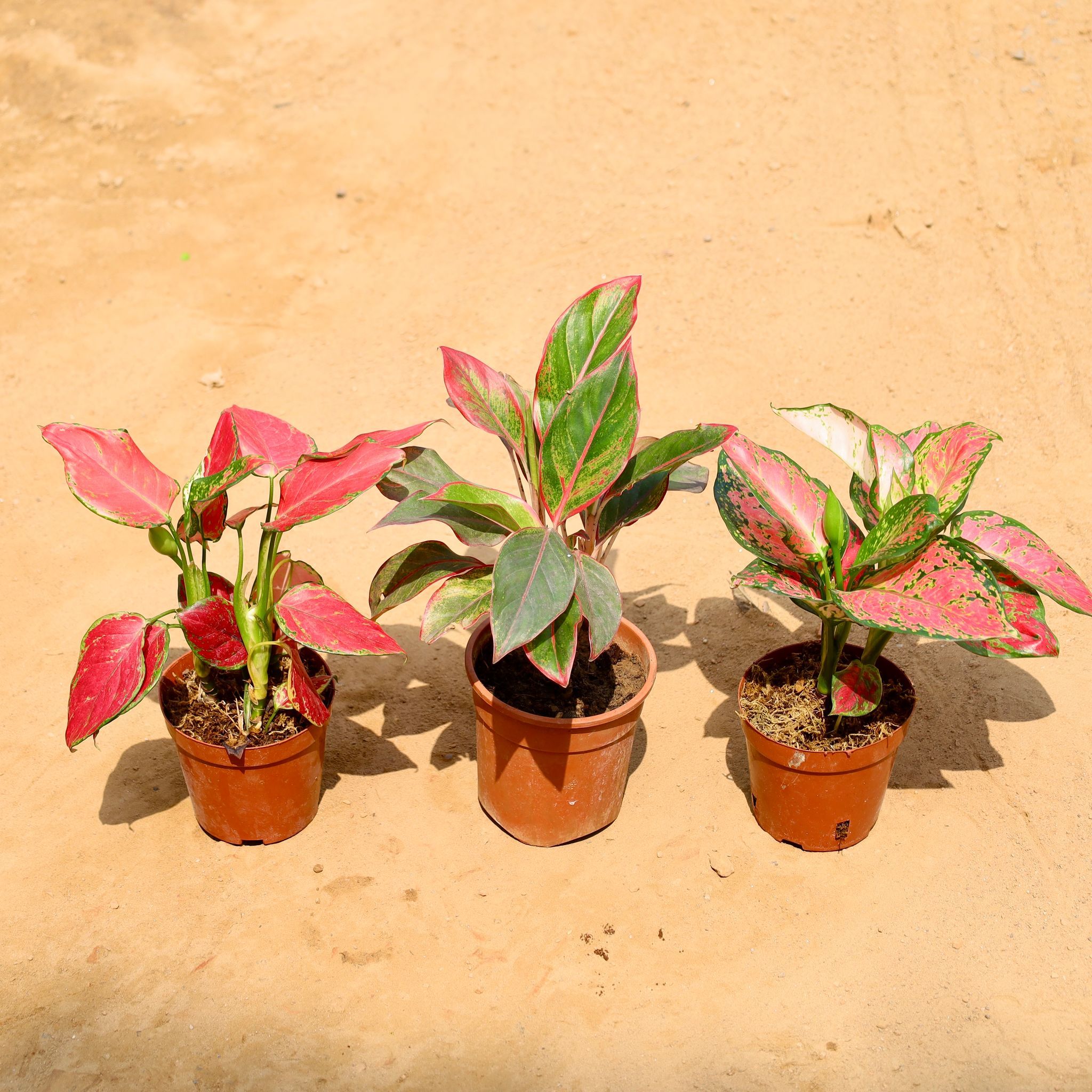 Set of 3 - Aglaonema (Pink, Lipstick & Red) in 6 Inch Nursery Pot