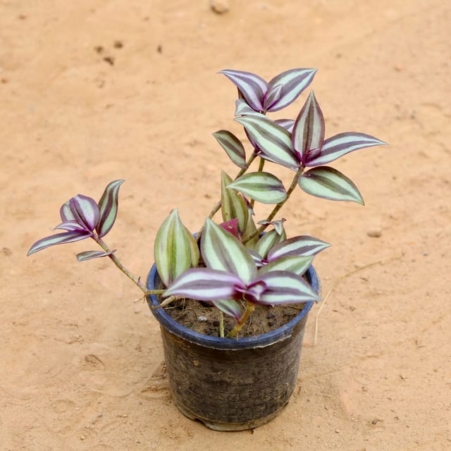 Wandering Jew in 4 Inch Nursery Pot