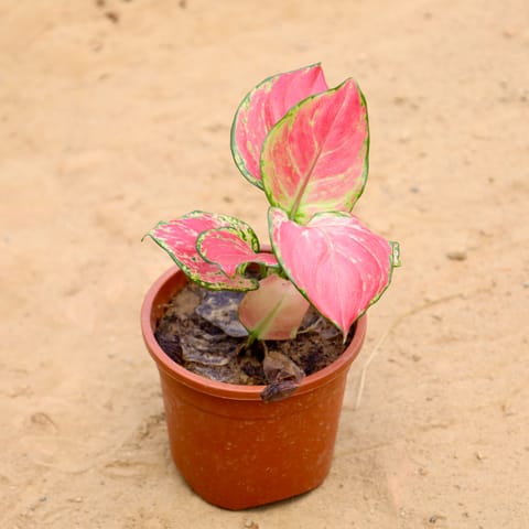 Aglaonema pink imported seedling plant in 4 Inch Nursery Pot